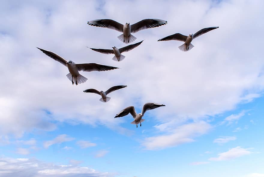 Detail Gambar Pemandangan Burung Terbang Nomer 13