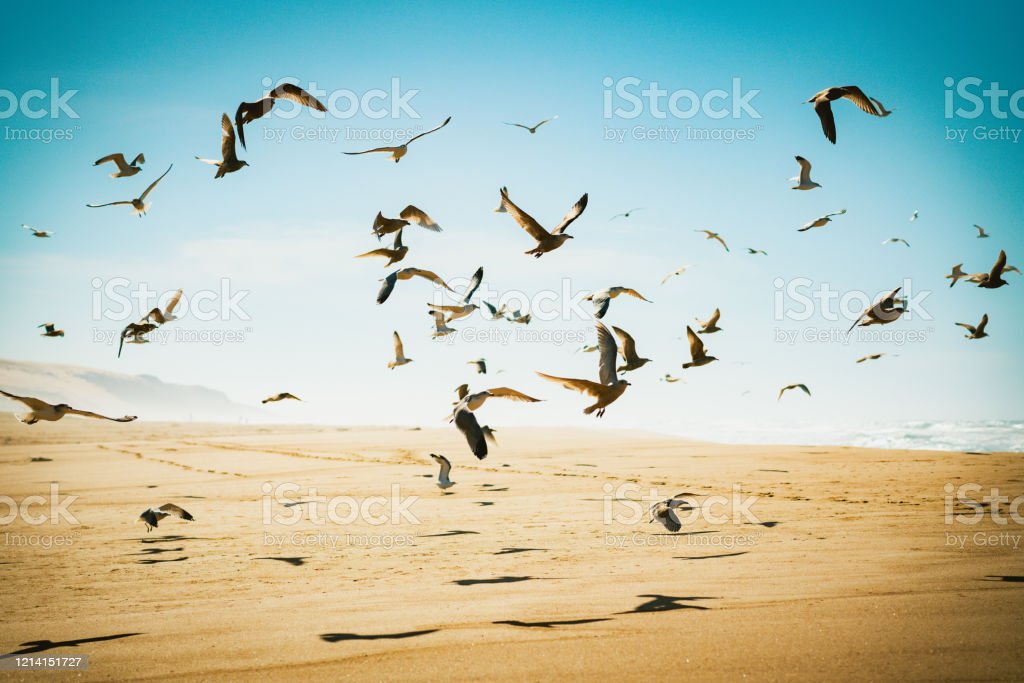 Detail Gambar Pemandangan Burung Terbang Nomer 14