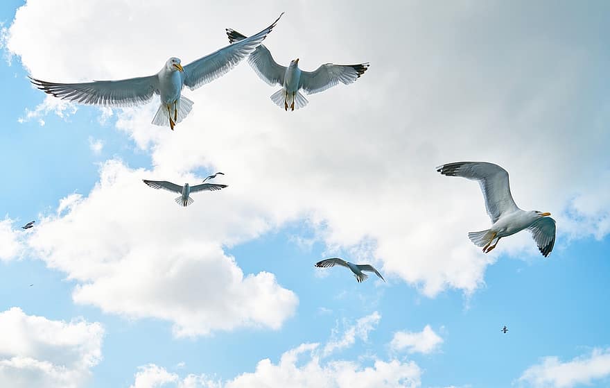 Detail Gambar Pemandangan Burung Terbang Nomer 16