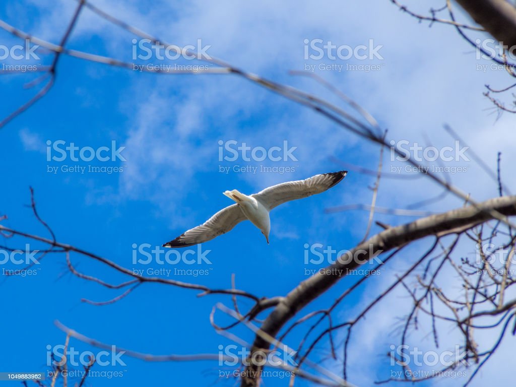 Detail Gambar Pemandangan Burung Terbang Nomer 25