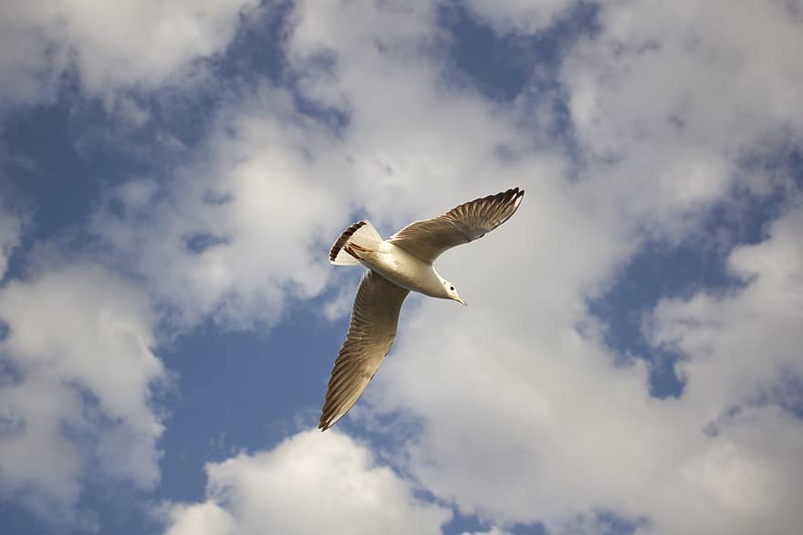 Detail Gambar Pemandangan Burung Terbang Nomer 26