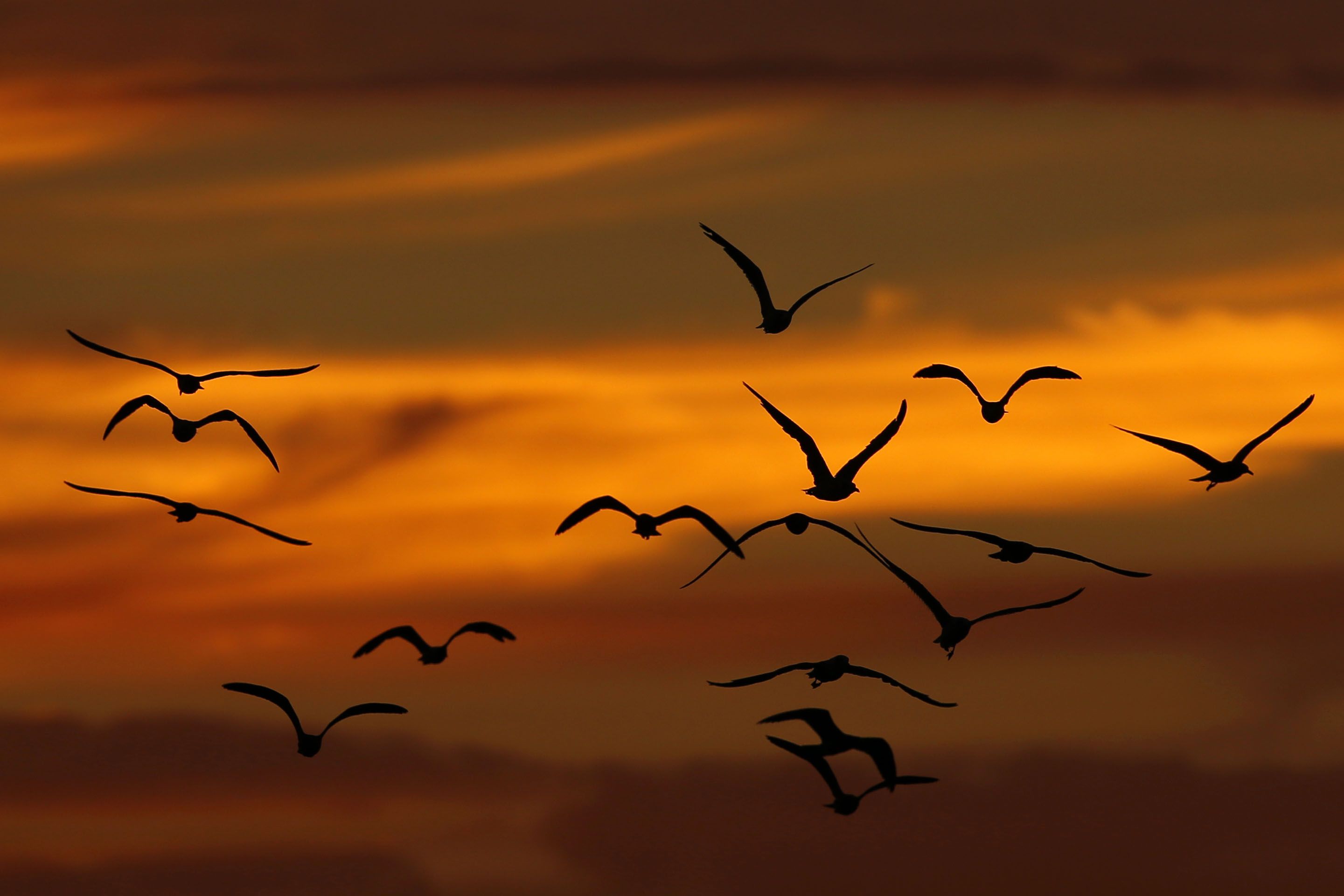 Detail Gambar Pemandangan Burung Terbang Nomer 35