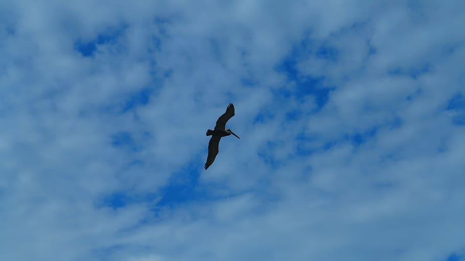 Detail Gambar Pemandangan Burung Terbang Nomer 45