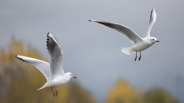 Detail Gambar Pemandangan Burung Terbang Nomer 51