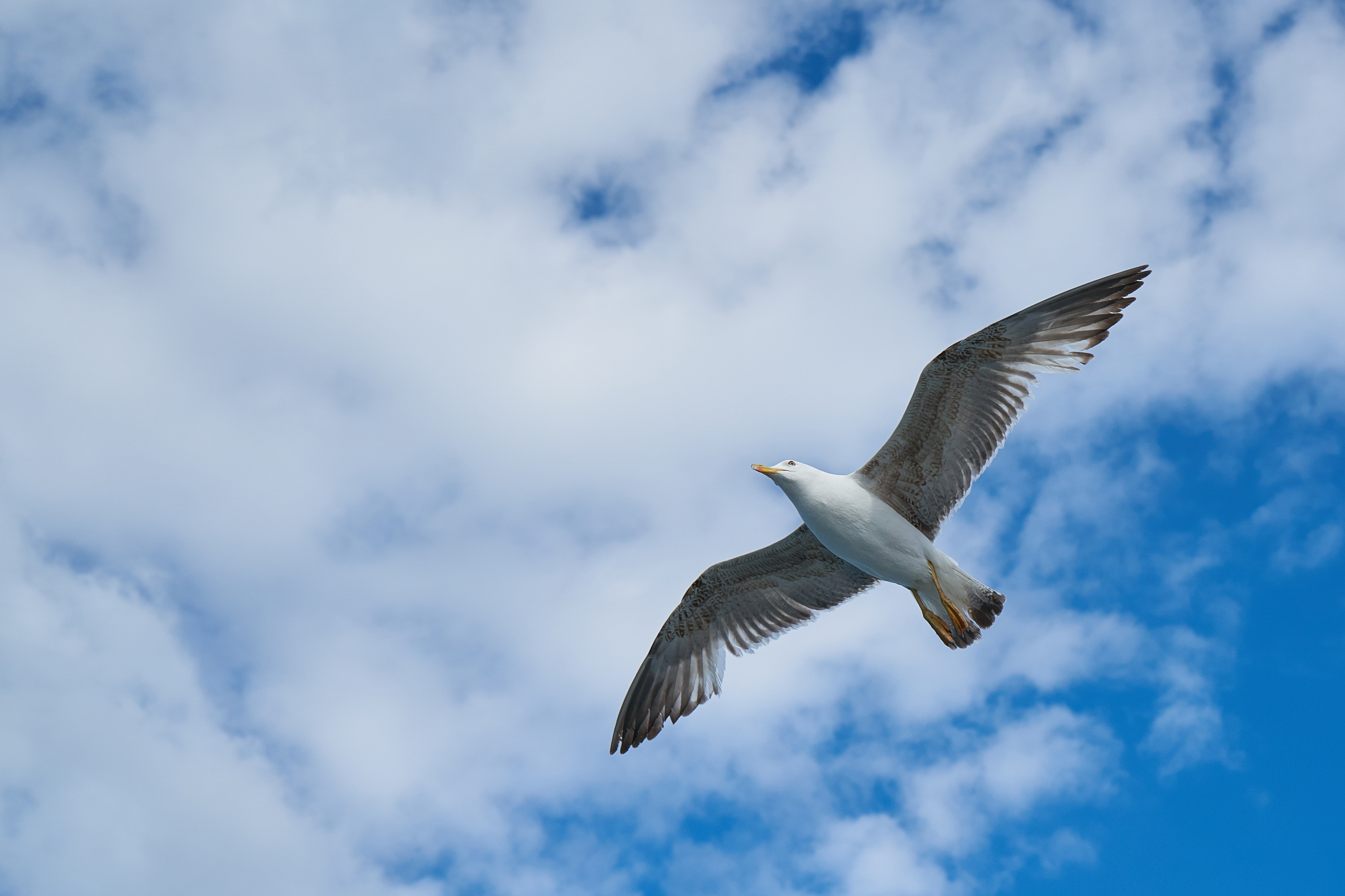 Detail Gambar Pemandangan Burung Terbang Nomer 9