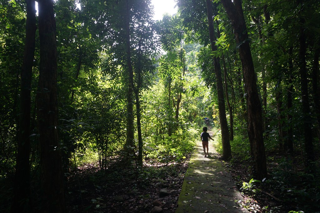 Detail Gambar Pemandangan Di Hutanorang Jalan Nomer 20