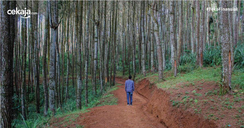 Detail Gambar Pemandangan Di Hutanorang Jalan Nomer 27