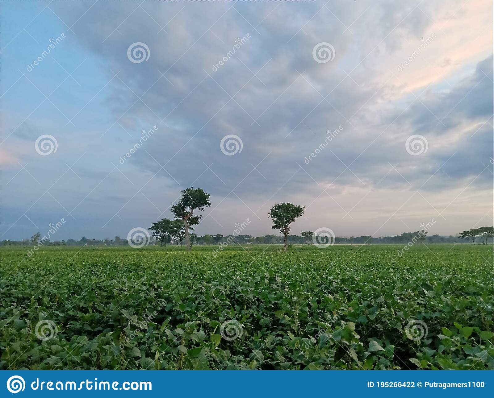 Detail Gambar Pemandangan Di Sawah Nomer 31