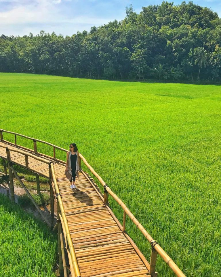 Detail Gambar Pemandangan Di Sawah Nomer 36