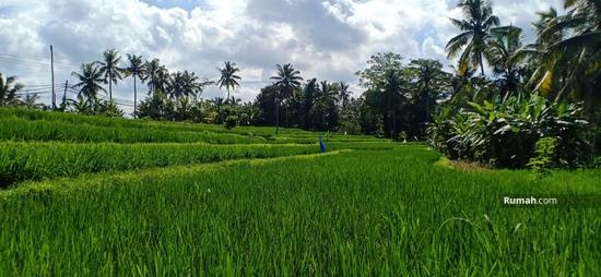 Detail Gambar Pemandangan Di Sawah Nomer 37