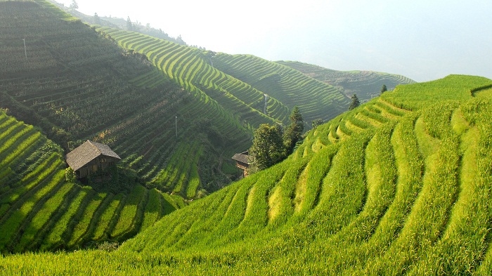 Detail Gambar Pemandangan Gunung Dan Sawah Asli Nomer 16