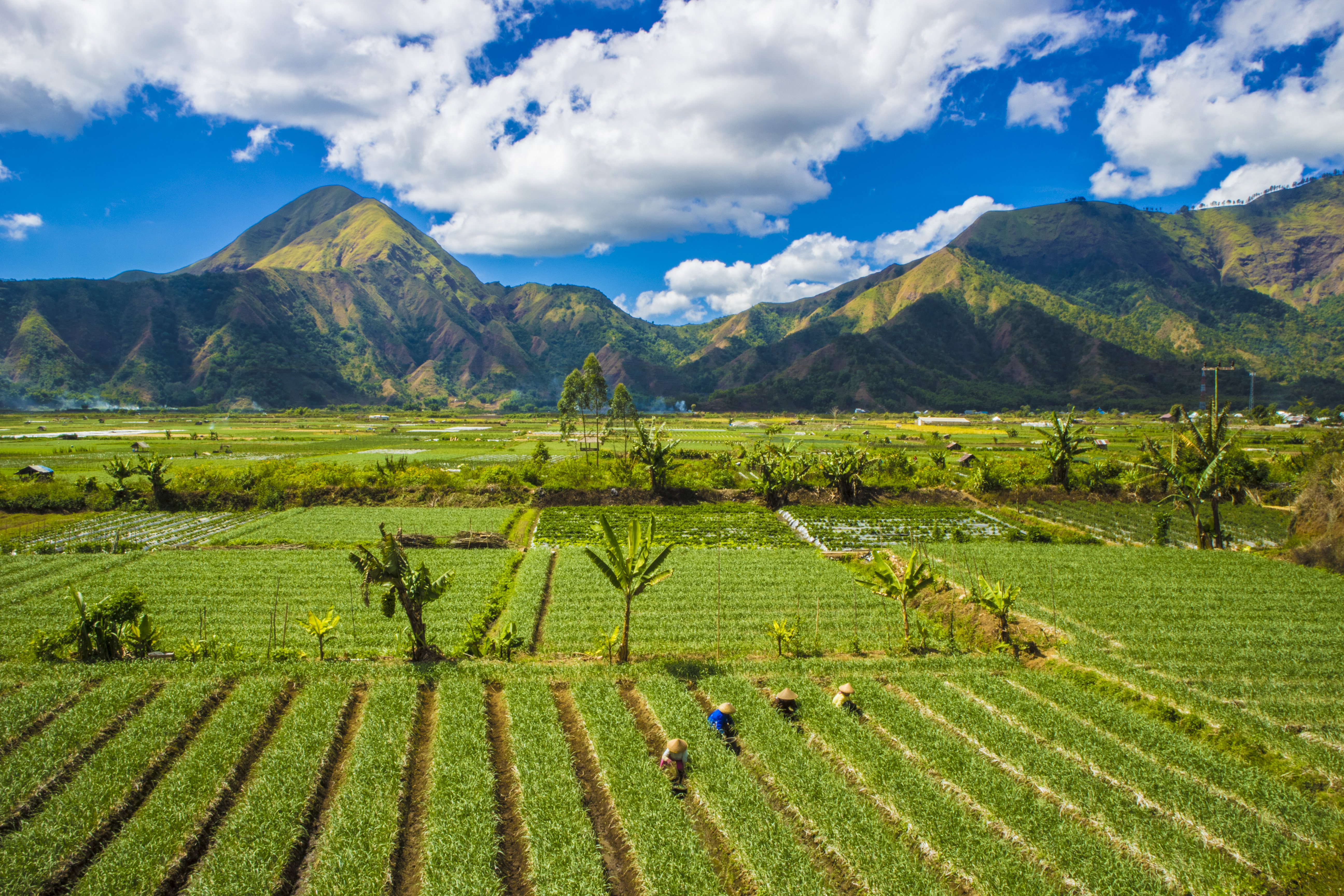 Detail Gambar Pemandangan Gunung Dan Sawah Asli Nomer 6