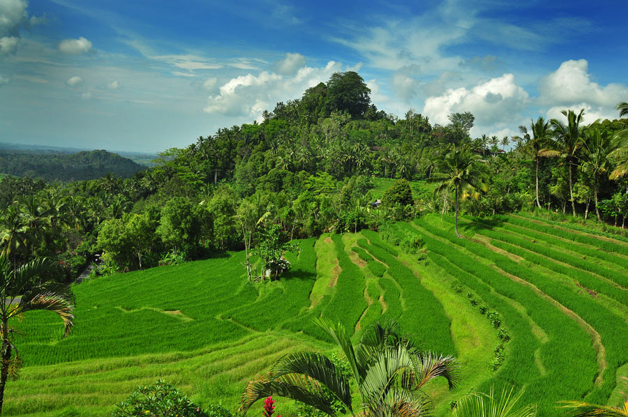 Detail Gambar Pemandangan Hijau Sejuk Nomer 29