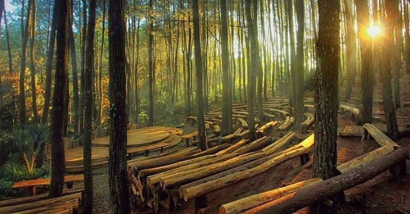 Detail Gambar Pemandangan Hutan Indah Nomer 20