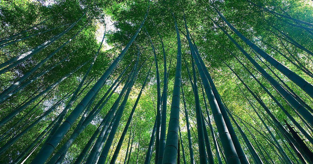 Detail Gambar Pemandangan Hutan Indah Nomer 31