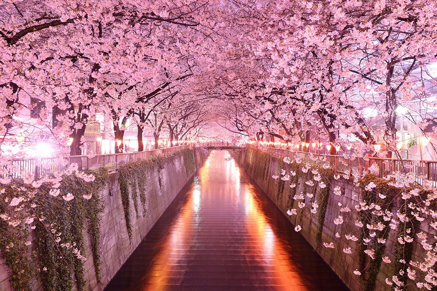 Detail Gambar Pemandangan Indah Bunga Sakura Nomer 1