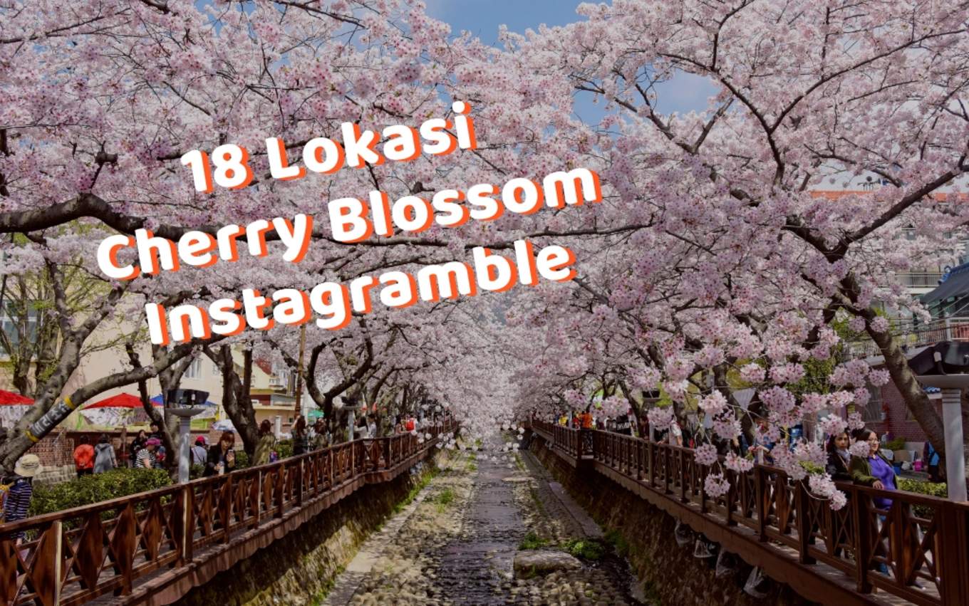 Detail Gambar Pemandangan Indah Bunga Sakura Nomer 8