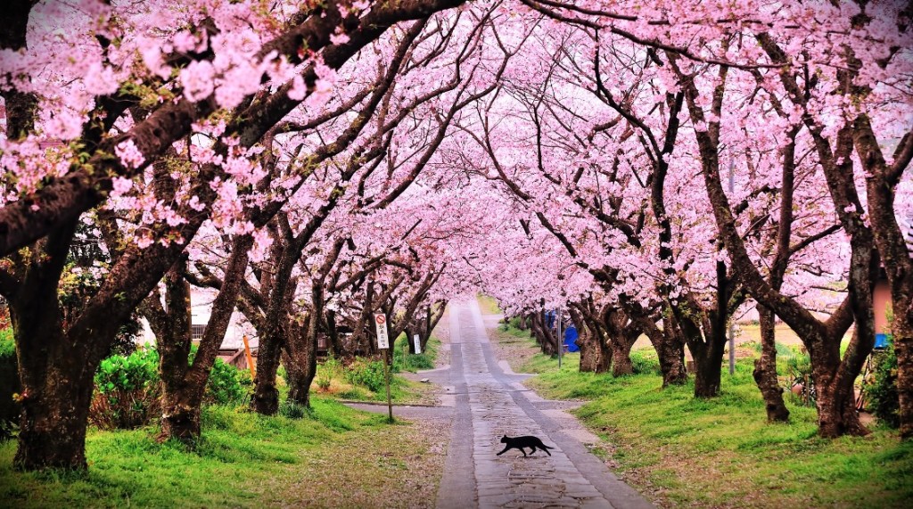 Detail Gambar Pemandangan Indah Bunga Sakura Nomer 10