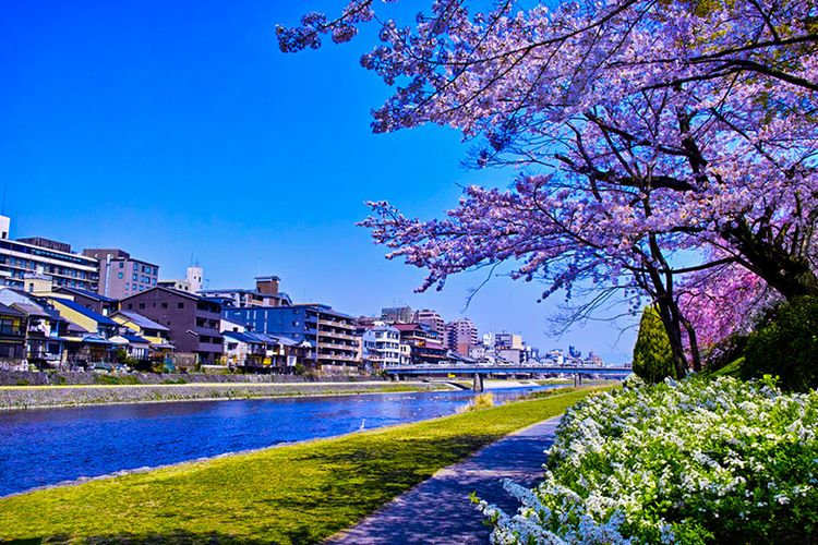 Detail Gambar Pemandangan Indah Bunga Sakura Nomer 11