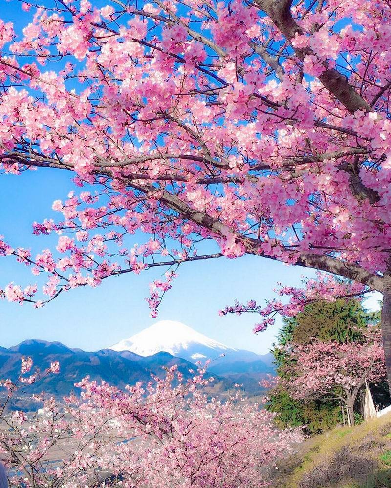 Detail Gambar Pemandangan Indah Bunga Sakura Nomer 13