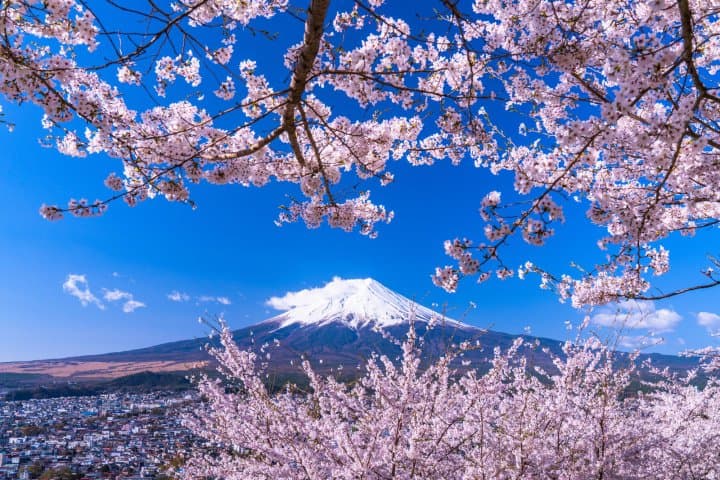 Detail Gambar Pemandangan Indah Bunga Sakura Nomer 15