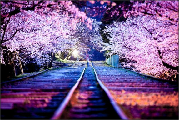 Detail Gambar Pemandangan Indah Bunga Sakura Nomer 16