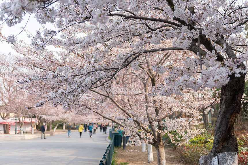 Detail Gambar Pemandangan Indah Bunga Sakura Nomer 19