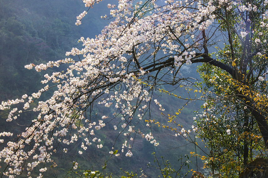 Detail Gambar Pemandangan Indah Bunga Sakura Nomer 24