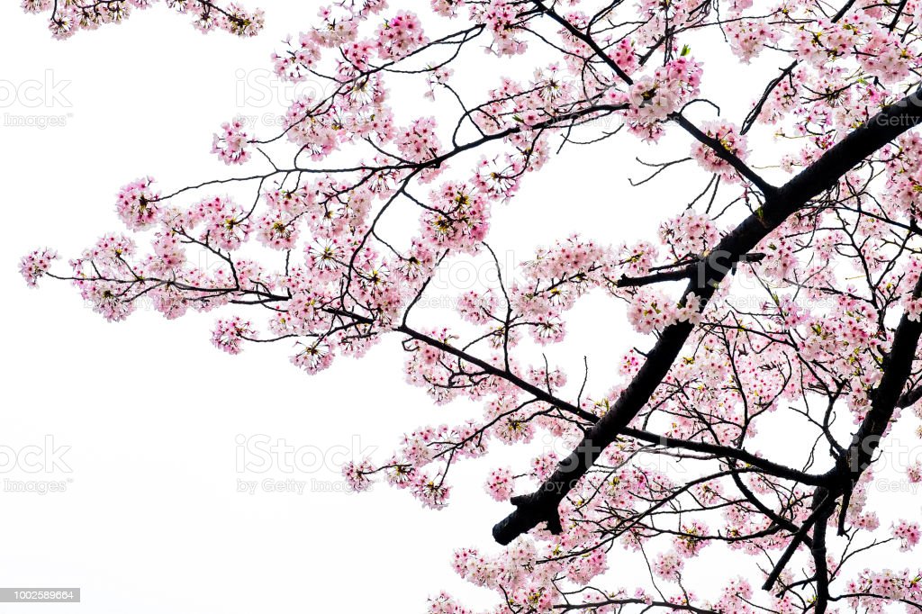 Detail Gambar Pemandangan Indah Bunga Sakura Nomer 27