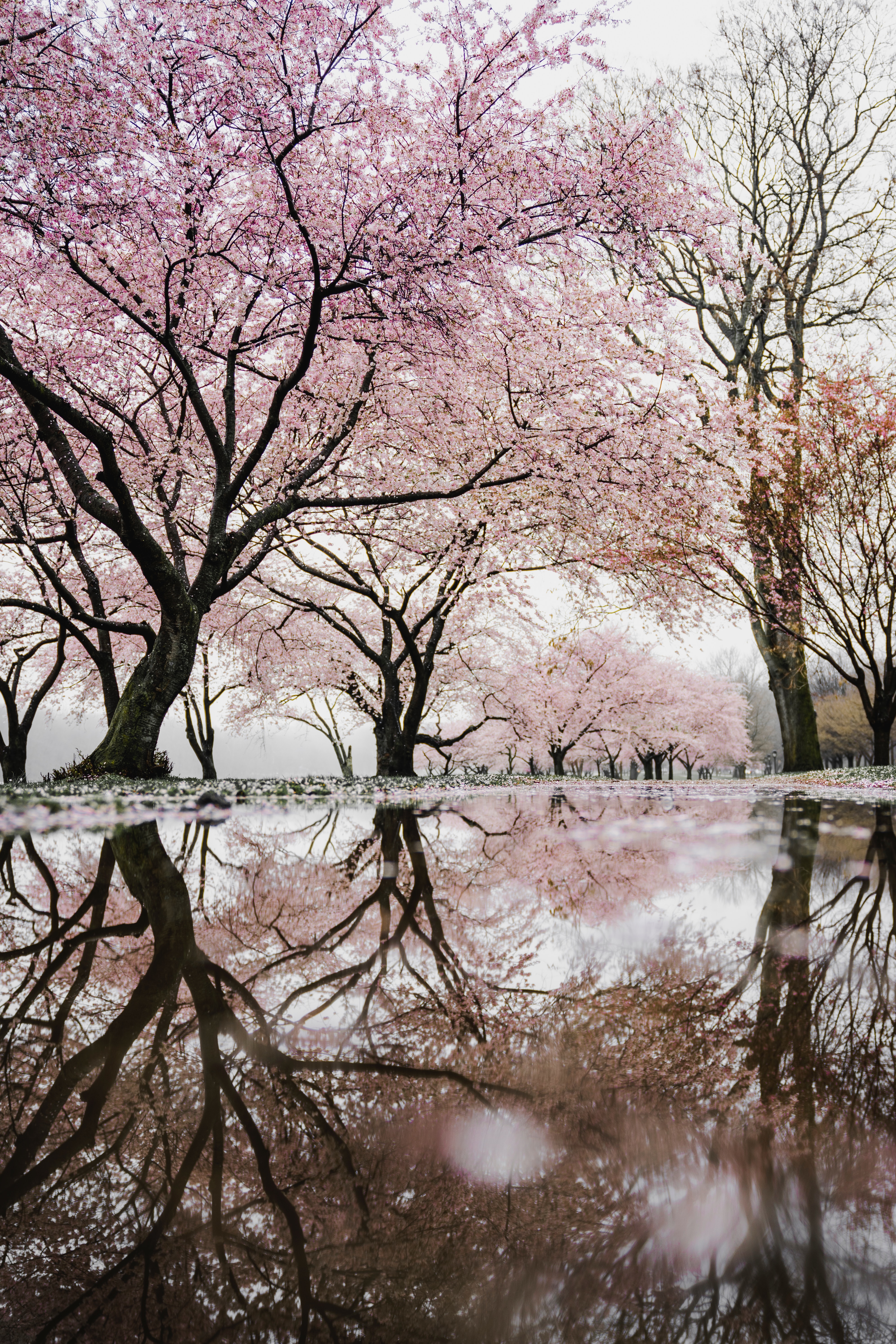 Detail Gambar Pemandangan Indah Bunga Sakura Nomer 30
