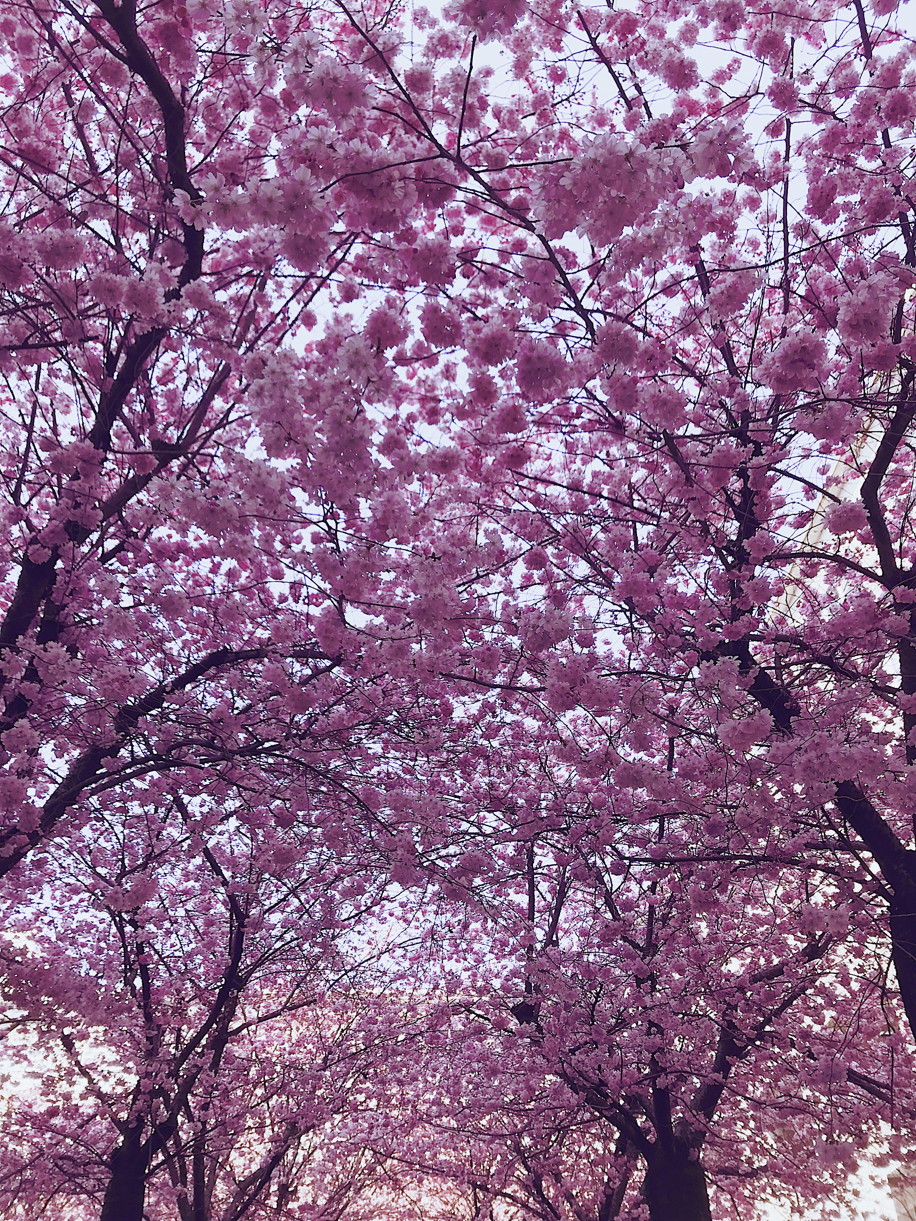 Detail Gambar Pemandangan Indah Bunga Sakura Nomer 37