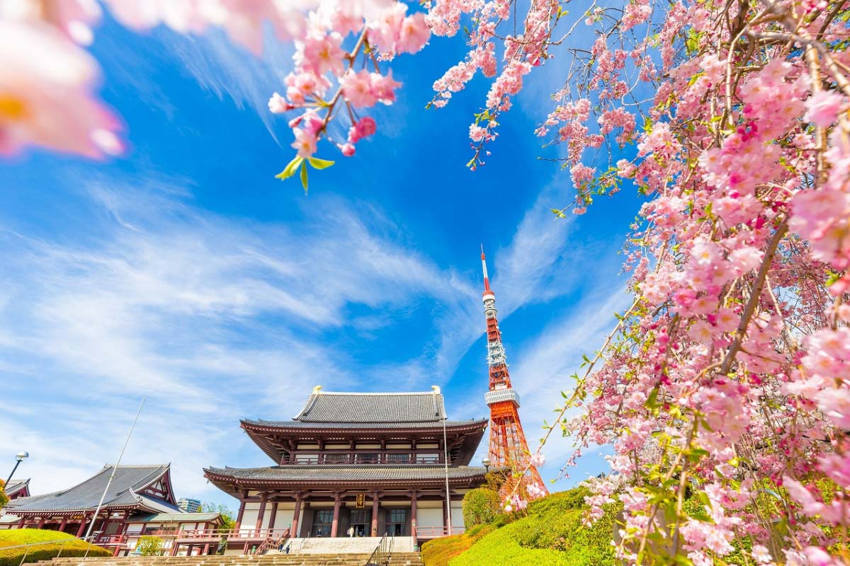 Detail Gambar Pemandangan Indah Bunga Sakura Nomer 38