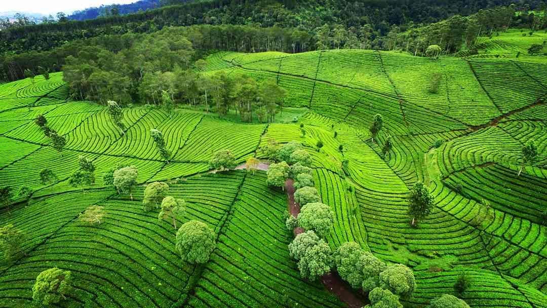 Detail Gambar Pemandangan Kebun Nomer 7