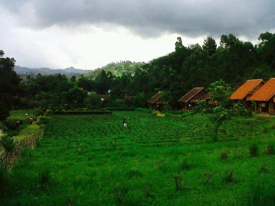 Detail Gambar Pemandangan Kebun Nomer 9