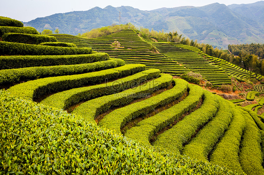 Detail Gambar Pemandangan Kebun Nomer 28