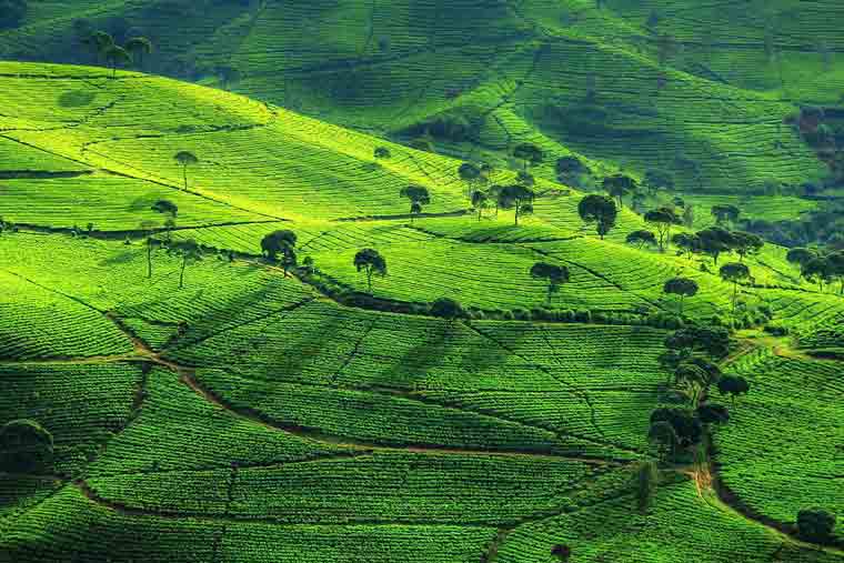 Detail Gambar Pemandangan Kebun Nomer 32