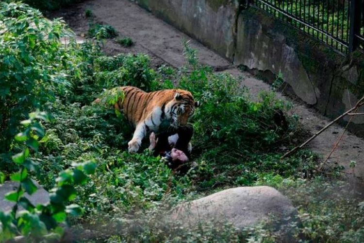 Detail Gambar Pemandangan Kebun Binatang Nomer 27