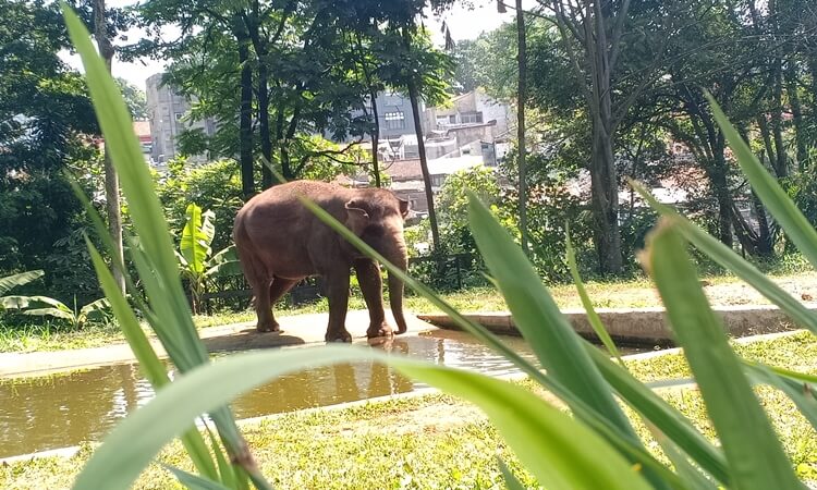 Detail Gambar Pemandangan Kebun Binatang Nomer 45