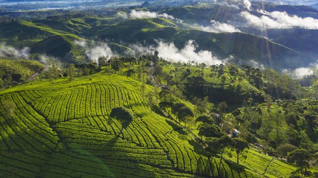 Gambar Pemandangan Kebun Teh - KibrisPDR