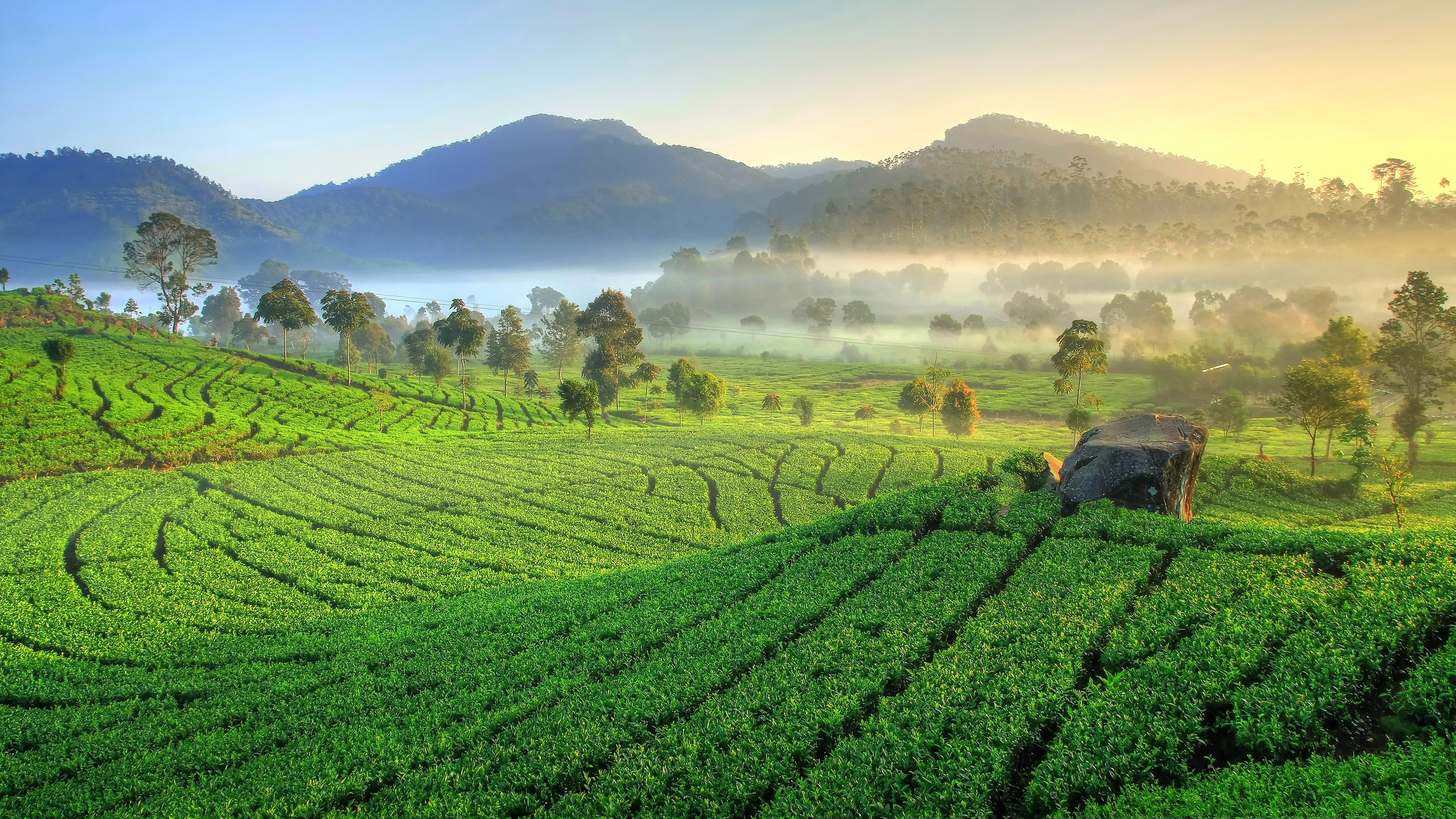 Detail Gambar Pemandangan Kebun Teh Nomer 10