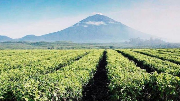 Detail Gambar Pemandangan Kebun Teh Nomer 11