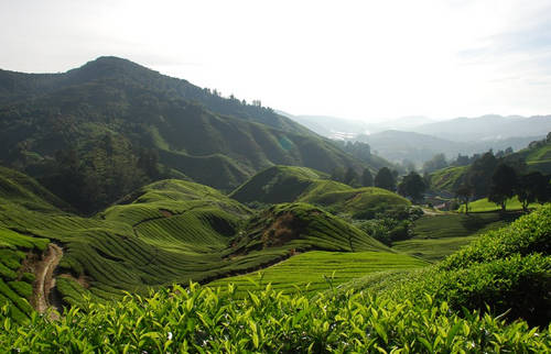 Detail Gambar Pemandangan Kebun Teh Nomer 27