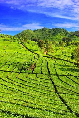 Detail Gambar Pemandangan Kebun Teh Nomer 35