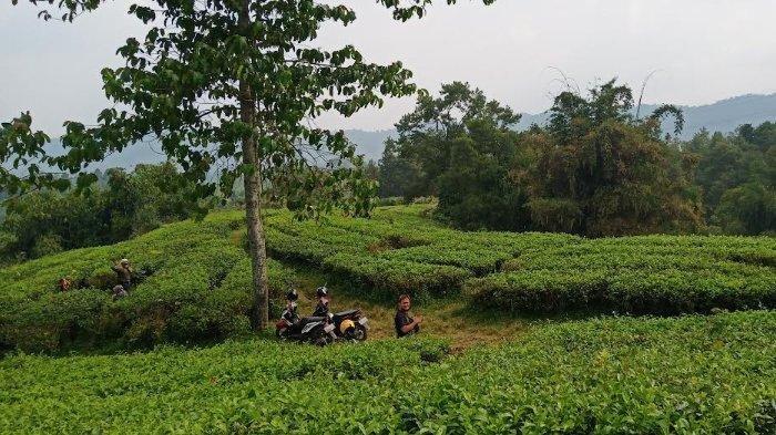 Detail Gambar Pemandangan Kebun Teh Nomer 41