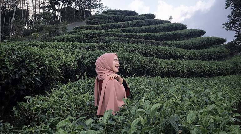 Detail Gambar Pemandangan Kebun Teh Nomer 5