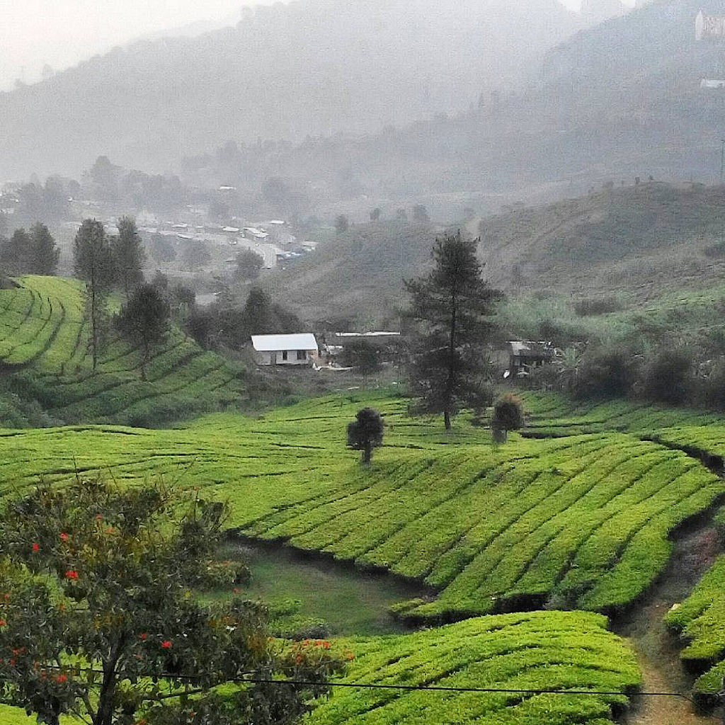 Detail Gambar Pemandangan Puncak Bogor Nomer 31