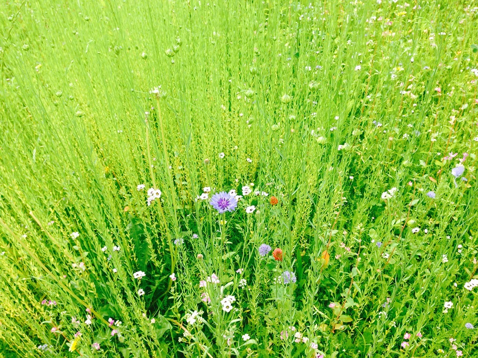 Detail Gambar Pemandangan Rumput Hijau Nomer 19