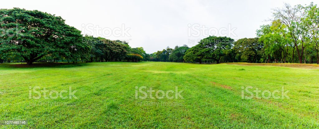 Detail Gambar Pemandangan Rumput Hijau Nomer 27