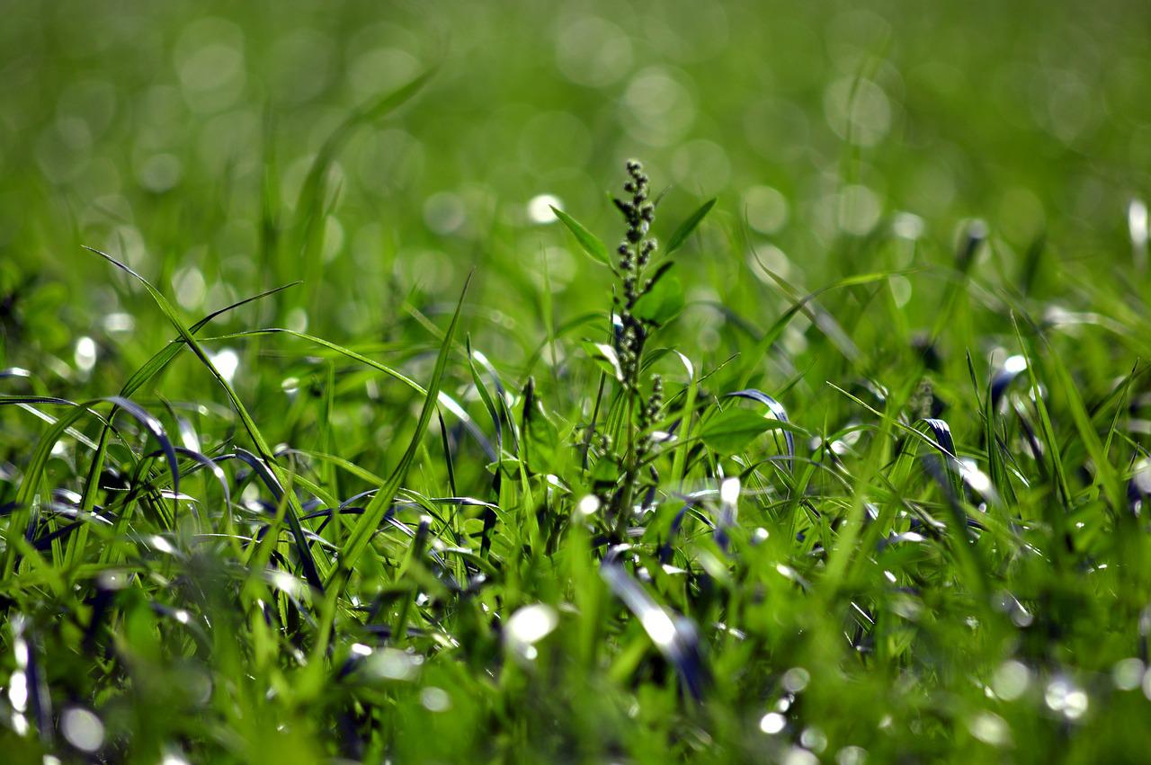 Detail Gambar Pemandangan Rumput Hijau Nomer 28