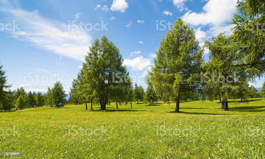 Detail Gambar Pemandangan Rumput Hijau Nomer 4